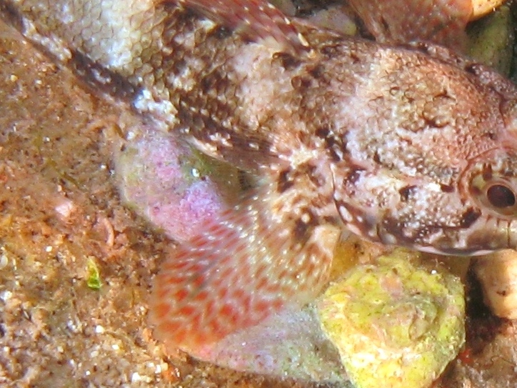 Gobius paganellus e Gobius cobitis